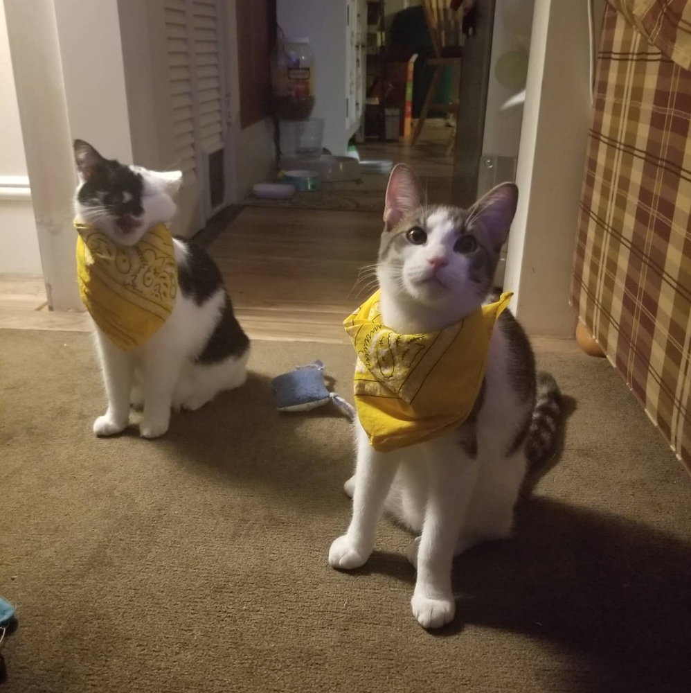 Meet your Posher, Cadie